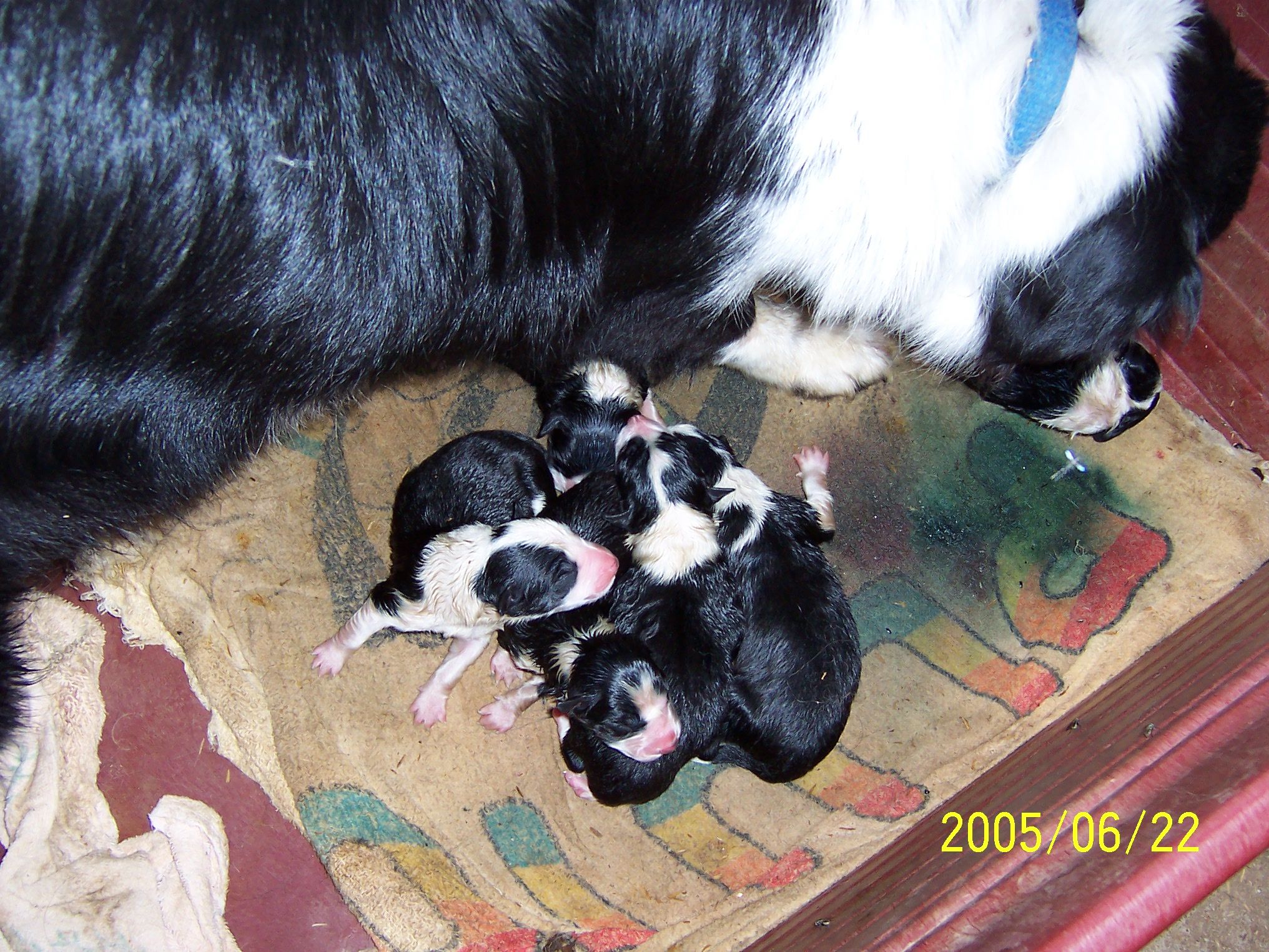 puppies4pm jpg